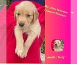 Puppy Berry Golden Retriever
