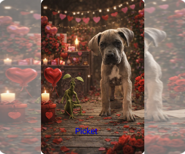 Medium Photo #1 Great Dane Puppy For Sale in ENGLISH, IN, USA