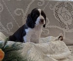 Small #3 English Springer Spaniel