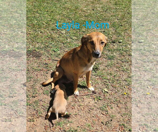 Medium Photo #1 Mutt Puppy For Sale in Ball Ground, GA, USA