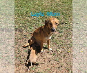 Mutt Dogs for adoption in Ball Ground, GA, USA