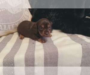 Dachshund Puppy for sale in SHERIDAN, AR, USA