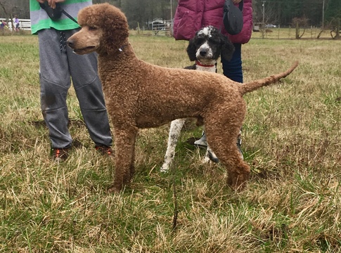 Medium Photo #1 Poodle (Miniature) Puppy For Sale in BATTLE GROUND, WA, USA