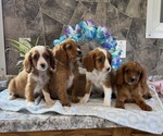 Small #4 Cavapoo
