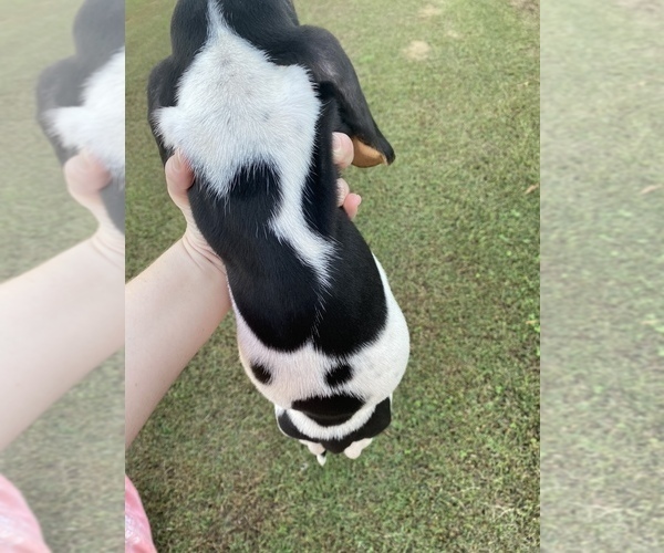 Medium Photo #5 Basset Hound Puppy For Sale in LAWRENCEBURG, TN, USA