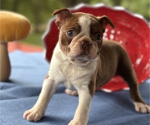 Boston Terrier Puppy for Sale in HICKORY, North Carolina USA
