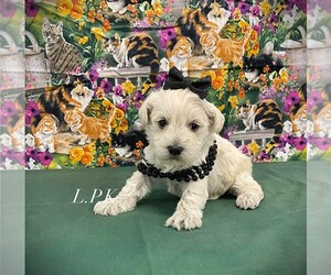 Schnoodle (Miniature) Puppy for sale in WINNSBORO, LA, USA