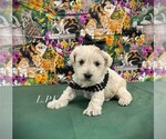 Image preview for Ad Listing. Nickname: Ruby