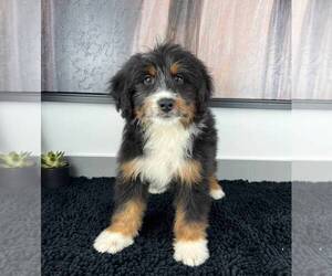 Miniature Bernedoodle Puppy for sale in FRANKLIN, IN, USA