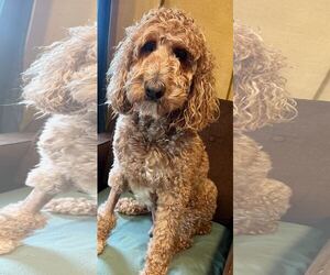 Trooper Dec 24 - Male Goldendoodle Dog for Adoption - Photo #13