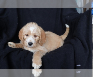 Labradoodle Puppy for sale in SHILOH, OH, USA