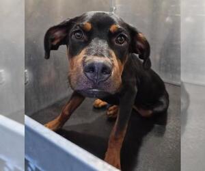Rottweiler-Unknown Mix Dogs for adoption in San Antonio, TX, USA