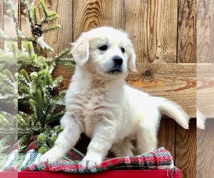 Golden Retriever Puppy for sale in DRY RUN, PA, USA