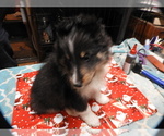 Small #1 Shetland Sheepdog