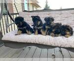 Small Photo #7 German Shepherd Dog Puppy For Sale in CURTISS, WI, USA