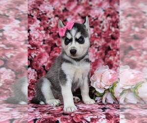 Siberian Husky Puppy for sale in QUARRYVILLE, PA, USA