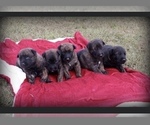 Small Photo #1 Dutch Shepherd Dog Puppy For Sale in ALAMO, TN, USA