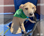Small #5 Labrador Retriever Mix