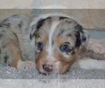 Small Photo #2 Australian Shepherd Puppy For Sale in DIXON, MO, USA