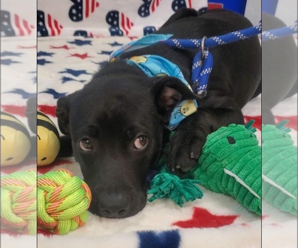 Medium Photo #2 Labrador Retriever-Unknown Mix Puppy For Sale in Tampa, FL, USA