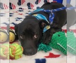Small #1 Labrador Retriever Mix