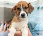 Small #3 Mutt