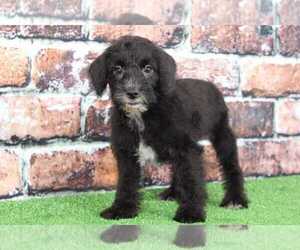 Schnoodle (Standard) Puppy for sale in BEL AIR, MD, USA