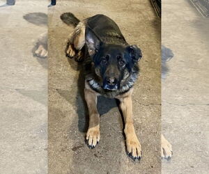 German Shepherd Dog Dogs for adoption in Polson, MT, USA