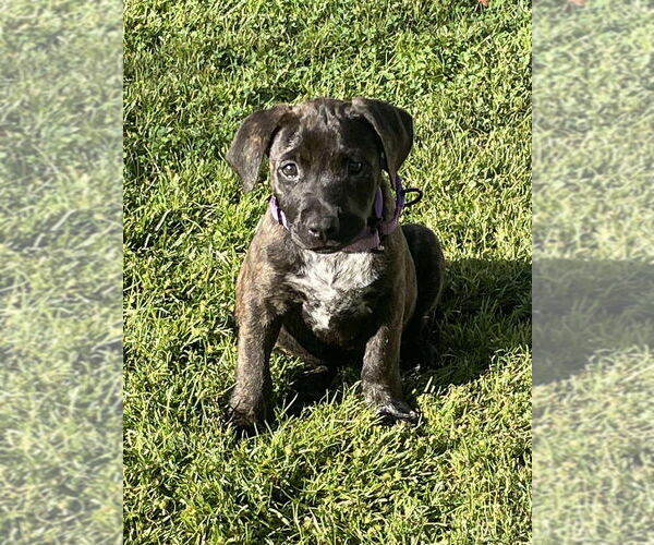 Medium Photo #4 American Pit Bull Terrier-American Staffordshire Terrier Mix Puppy For Sale in Wenonah, NJ, USA