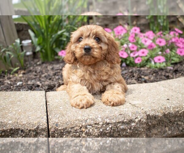 Medium Photo #1 Cavapoo Puppy For Sale in BALTIC, OH, USA