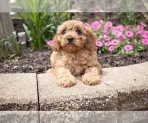 Medium Cavapoo