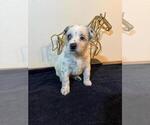 Small #15 Texas Heeler
