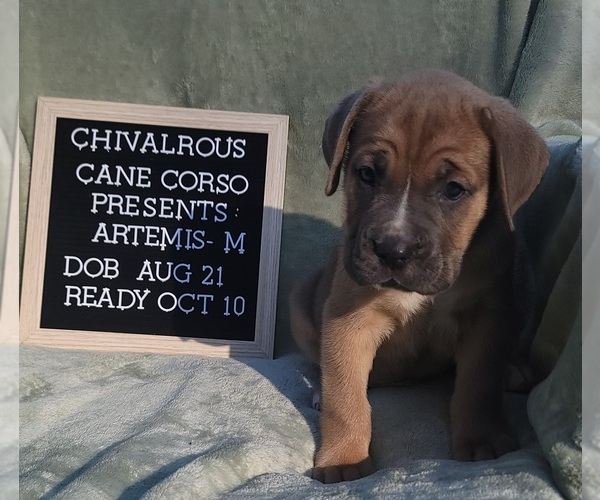 Medium Photo #12 Cane Corso Puppy For Sale in MINERAL WELLS, WV, USA