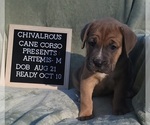 Small Photo #12 Cane Corso Puppy For Sale in MINERAL WELLS, WV, USA