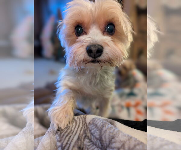 Medium Photo #4 Mutt Puppy For Sale in St. Louis Park, MN, USA