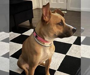 Black Mouth Cur Dogs for adoption in San Antonio, TX, USA