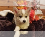 Small Photo #6 Pomsky Puppy For Sale in CENTRALIA, MO, USA