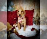 Small Photo #3 Labradoodle Puppy For Sale in WEST PLAINS, MO, USA