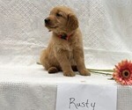 Small #1 Golden Retriever