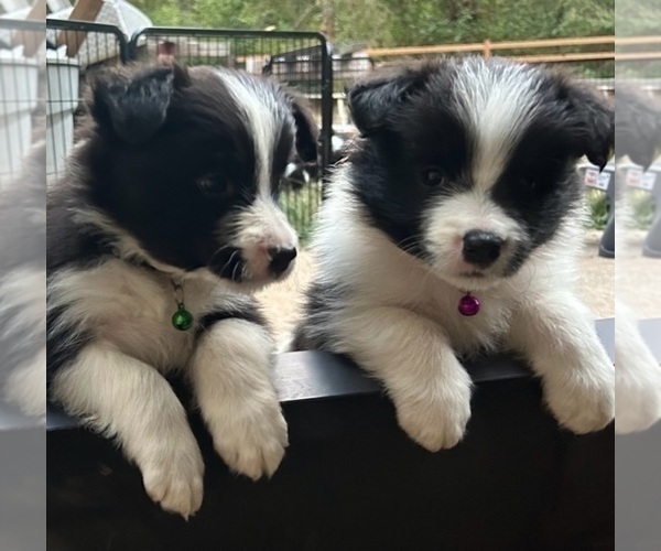 Medium Photo #1 Border Collie Puppy For Sale in CAMAS, WA, USA