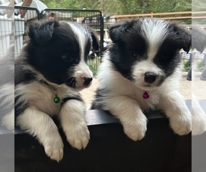 Border Collie Puppy for sale in CAMAS, WA, USA