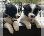 Small Photo #1 Border Collie Puppy For Sale in CAMAS, WA, USA