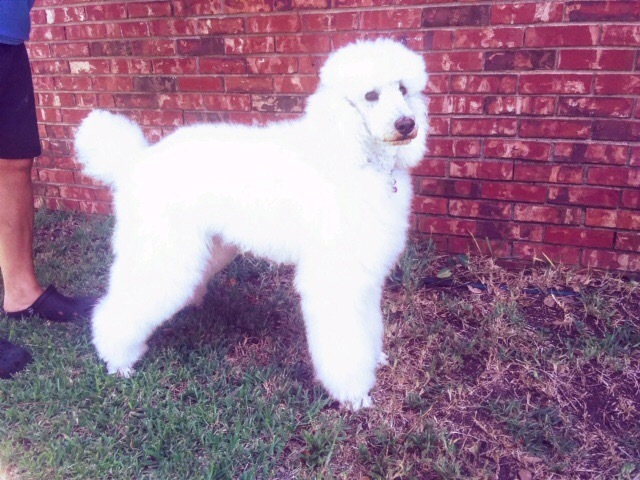 Medium Photo #4 Poodle (Standard) Puppy For Sale in CHARLESTON, SC, USA