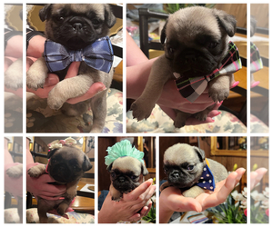 Pug Puppy for sale in MORGANTON, NC, USA
