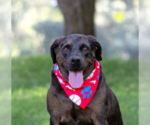 Labrador Retriever-Unknown Mix Dogs for adoption in Unionville, PA, USA