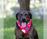 Small Labrador Retriever Mix