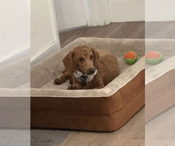 Medium Photo #1 Goldendoodle (Miniature) Puppy For Sale in Valrico, FL, USA