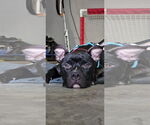 Small #2 American Staffordshire Terrier Mix