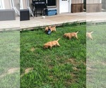 Small Photo #6 Labrador Retriever Puppy For Sale in WILMINGTON, OH, USA