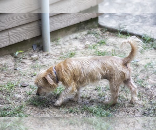 Medium Photo #2 Mutt Puppy For Sale in Boonton, NJ, USA